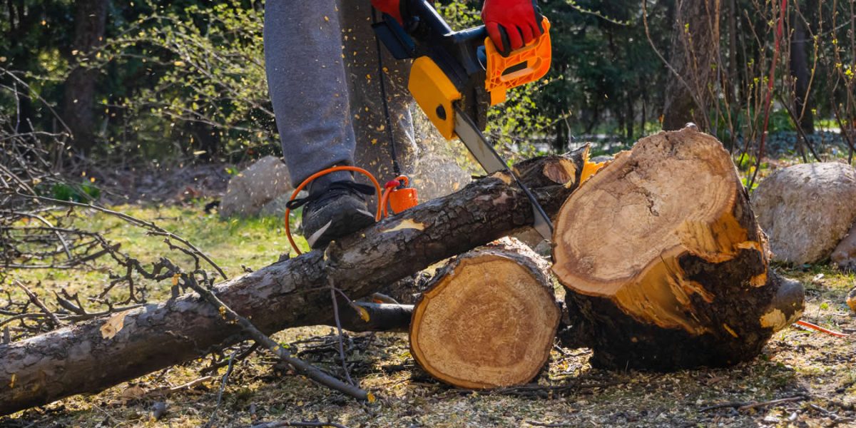 tree removal